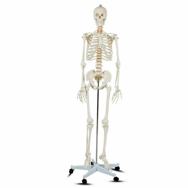 Movable for Students Children Scientists Experts Human Structure Research Anatomy Teaching Human Skeleton Teaching Model Human Skeleton Model 